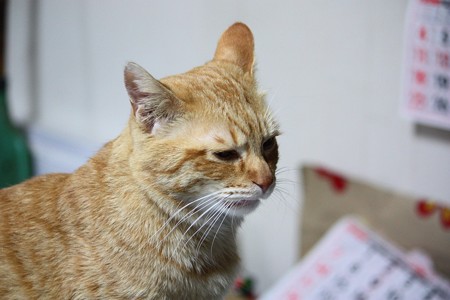 2009年01月05日のボクチン(4歳)