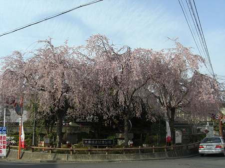 大佛鐡道記念公演の枝垂桜