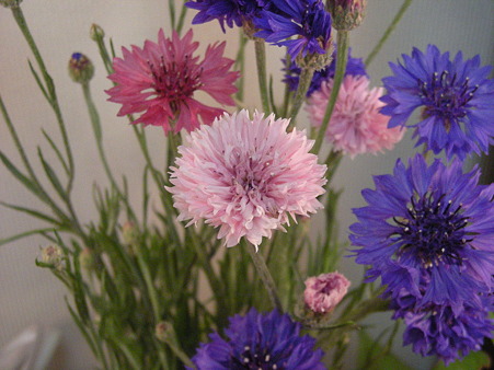 教壇の花