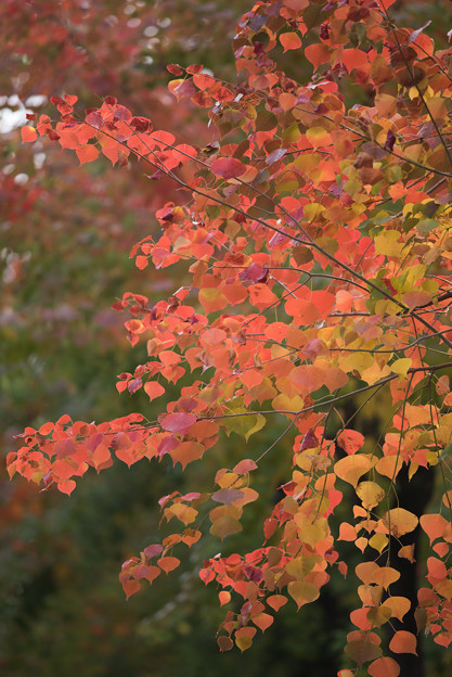近所の紅葉(ナンキンハゼ)1