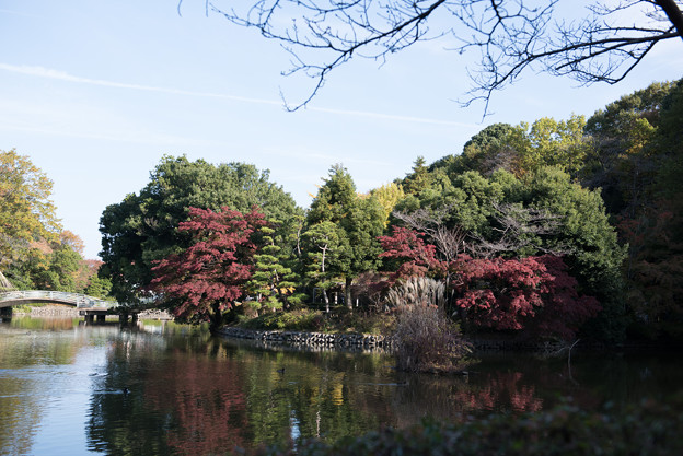 【薬師池公園】紅葉A1