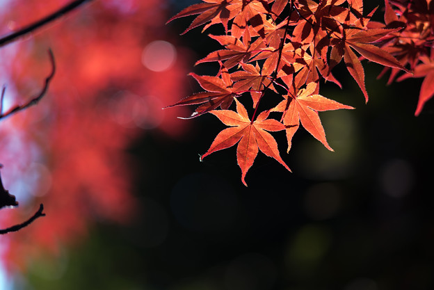 【ささぶねの道】紅葉_D4