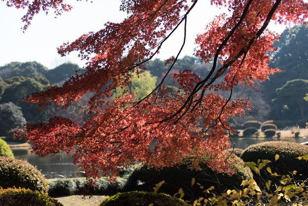 【新宿御苑：上の池周辺の紅葉】2