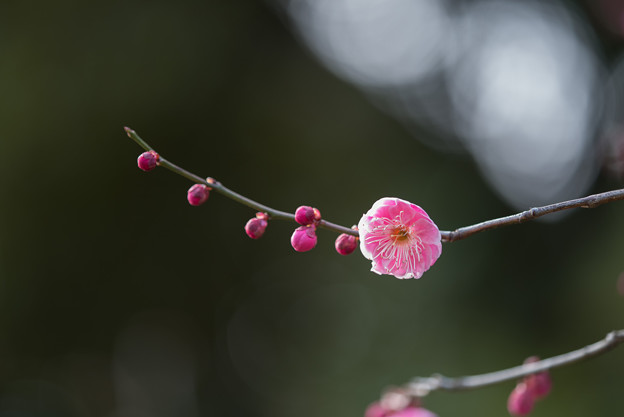 【大船植物園(鴛鴦)】3