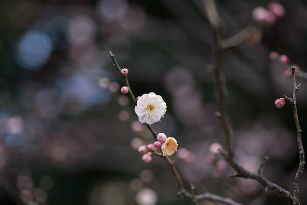 【大船植物園(内裏)】4