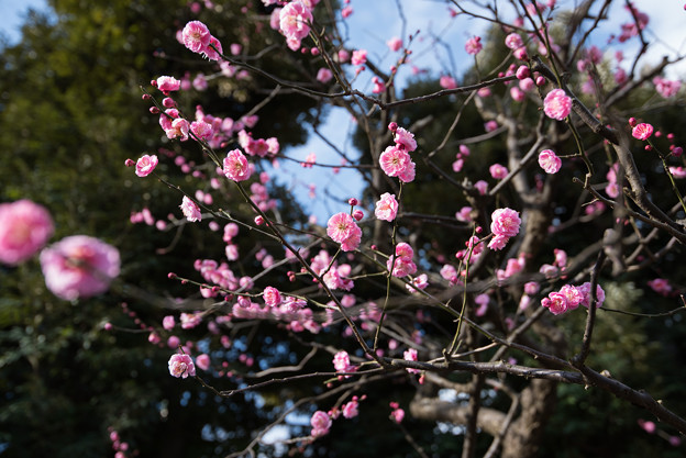 【大船植物園(八重寒紅)】1