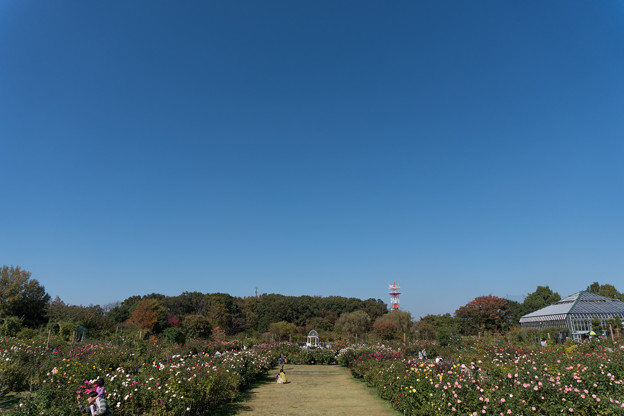 【京成バラ園の景色】2
