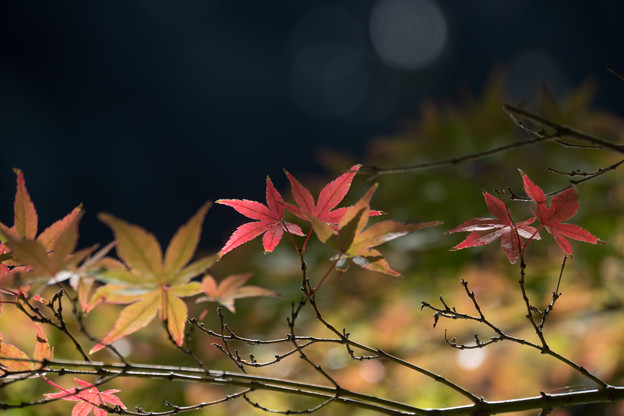 【小石川後楽園の紅葉】7