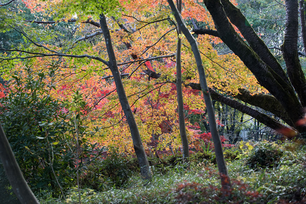 薬師池公園【菖蒲田あたりの景色】5