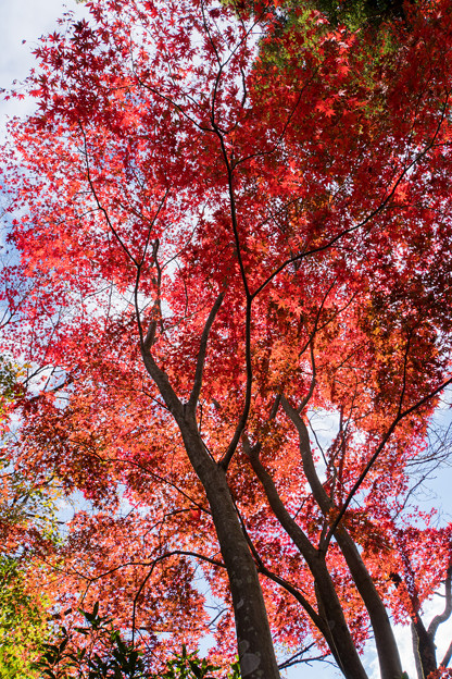 薬師池公園【旧荻野家手前の紅葉】5