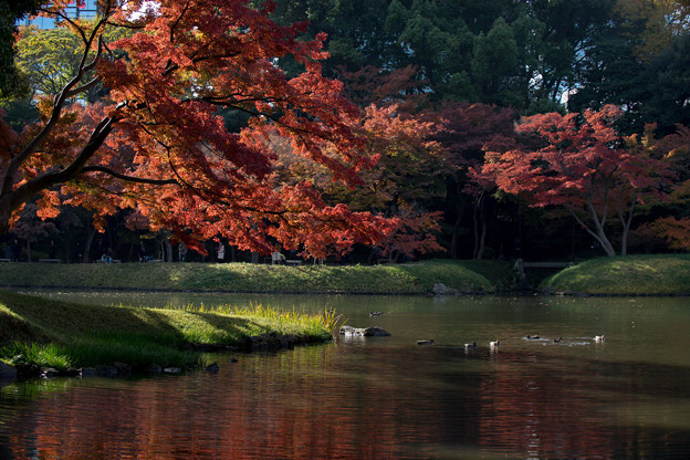 小石川後楽園【蓬莱島付近の紅葉】2