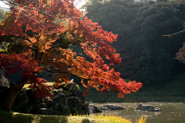 小石川後楽園【蓬莱島付近の紅葉】3