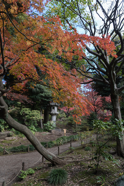 旧古河庭園【日本風の庭園】2