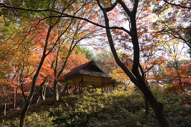 六義園【紅葉：つつじ茶屋】3