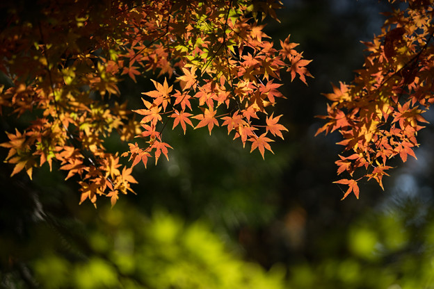 【九品仏浄真寺の紅葉】2-1