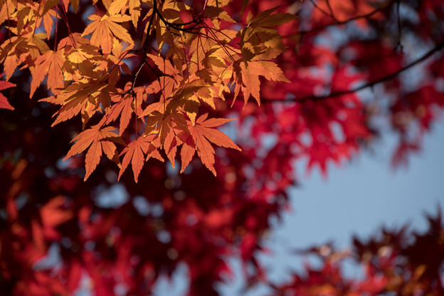 泉天ケ谷公園【モミジの紅葉】2-4