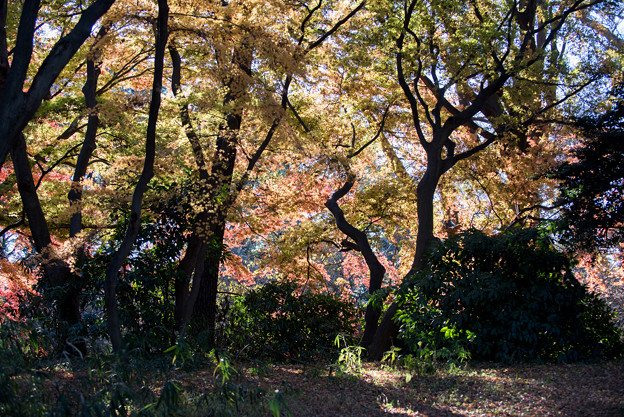新宿御苑【下の池付近の紅葉】1