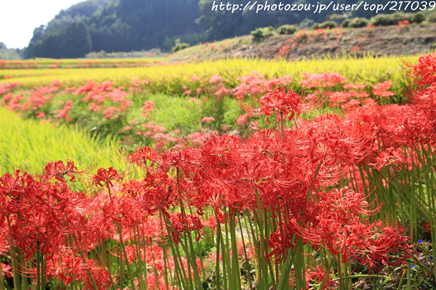 IMG_6885葛城古道・彼岸花
