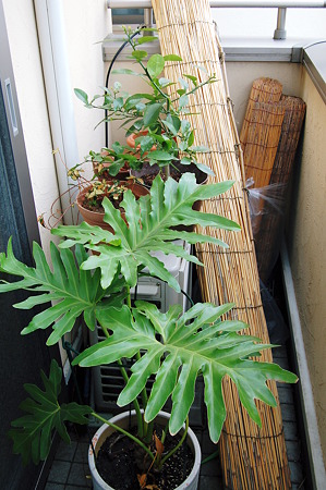 2010年03月28日_DSC_0536