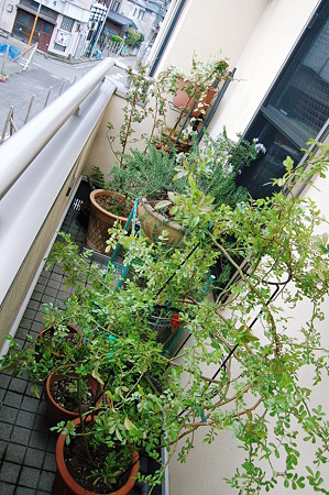 2010年03月28日_DSC_0537