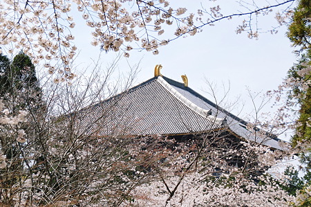 春の東大寺大仏殿2010年04月04日_DSC_1257