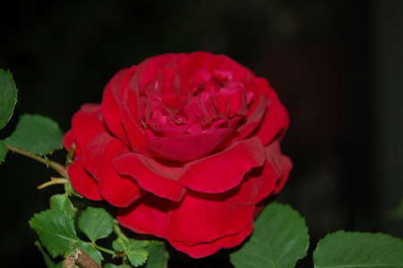 2010年05月13日_DSC_0345