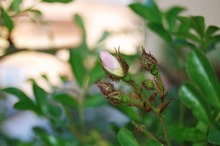 2010年06月03日_DSC_1954
