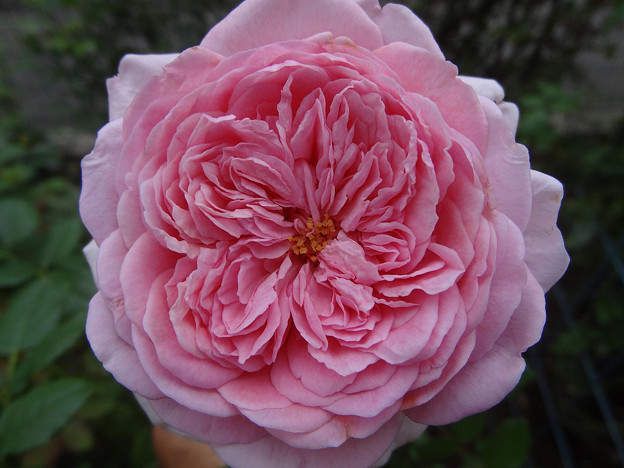 11rosep29092001 (2) (1280x960)