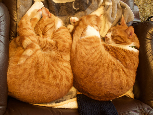 synchronized cats
