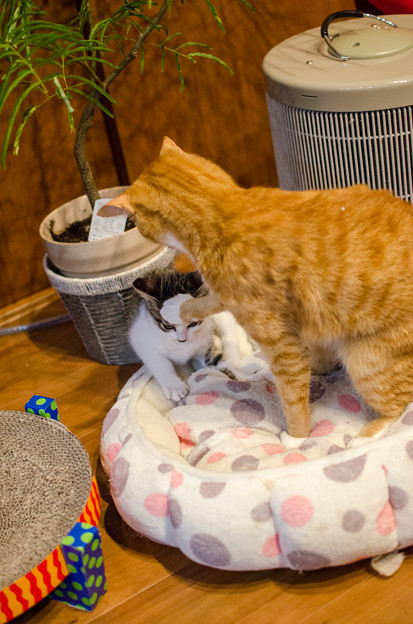 こっちにくるんじゃにゃい！
