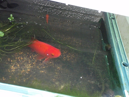 金魚P5220014