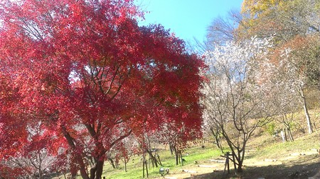 20141123城峯公園ドライブ (6)