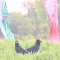 8aIMG_2203