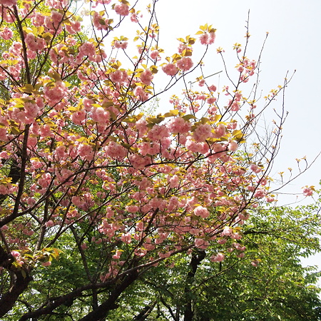 亀ヶ岡八幡宮の八重桜