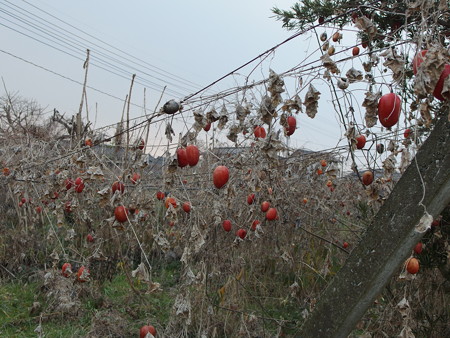 P1112405