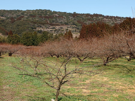 P2032545