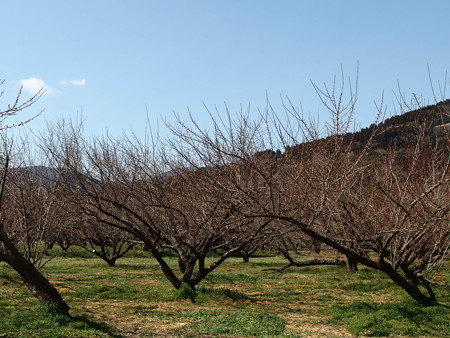 P2032546