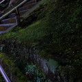 Photos: 落ち葉      階段      苔      竹