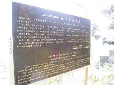 谷中しょうがの看板