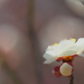 しらうめ