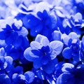 ブルーの主張／8月の紫陽花