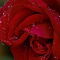 雨の午後／薔薇の涙