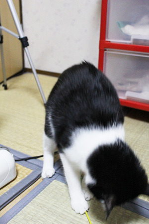 つかまえる