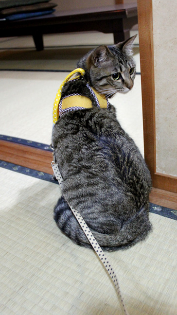 みかえり