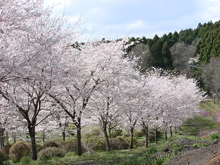 DSC08508