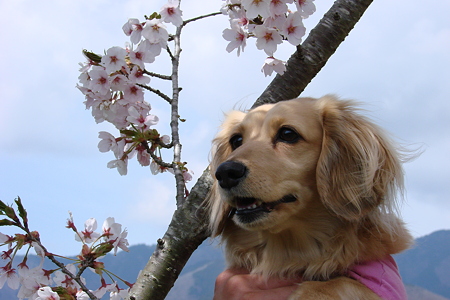桜と記念撮影！