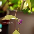 ムラサキシキブ10月の実。