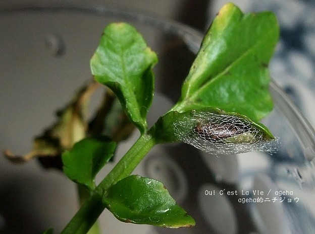 たった5日で羽化するらしい。さすがの害虫枠。（コナガ飼育）11月13日１pm