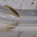 ナゾの生物。（エビ？）