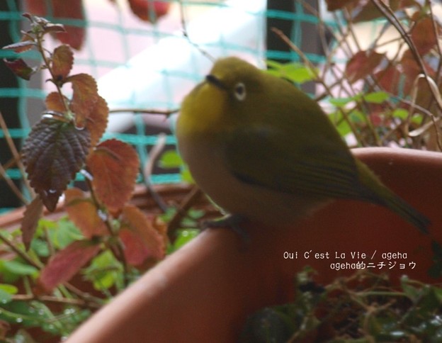 コントか。（メジロ）